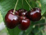 Buy Cherry Trees Self Fertile Online Crj Fruit Trees Nursery Uk