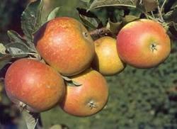 Buy Self Fertile Cox S Apple Tree Online Crj Fruit Trees Nursery Uk