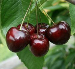 Buy Stella Dwarf Gisele Cherry Tree Online Crj Fruit Trees Nursery Uk