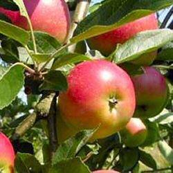 Buy Worcester Pearmain Mini M27 Online Crj Fruit Trees Nursery Uk