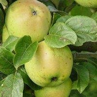 Buy frost resistant apple trees Online | CRJ Fruit Trees ...