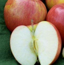 Buy Jonagold Apple Tree Online Crj Fruit Trees Nursery Uk