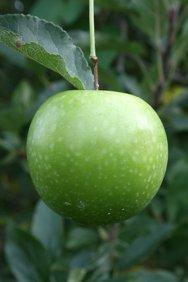 https://www.fruit-trees.com/previews/fruit-granny-smith-mini-m27-apple-2001.jpg